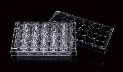 NEST Glass Bottom Cell Culture Dish,Φ 15mm,TC, Sterile 10/pk, 200/Box